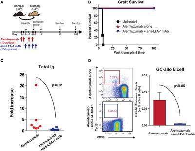 IL-21 Biased Alemtuzumab Induced Chronic Antibody-Mediated Rejection Is Reversed by LFA-1 Costimulation Blockade